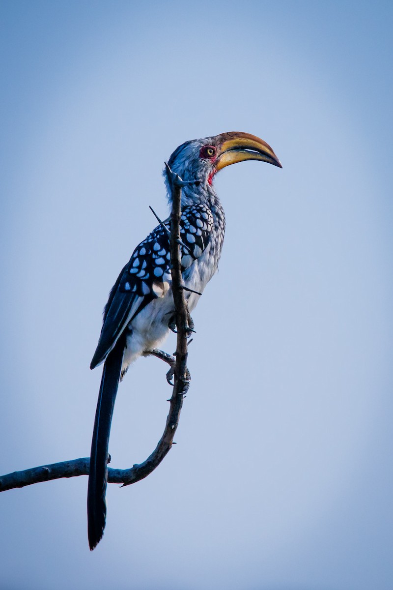 Southern Yellow-billed Hornbill - ML619563234