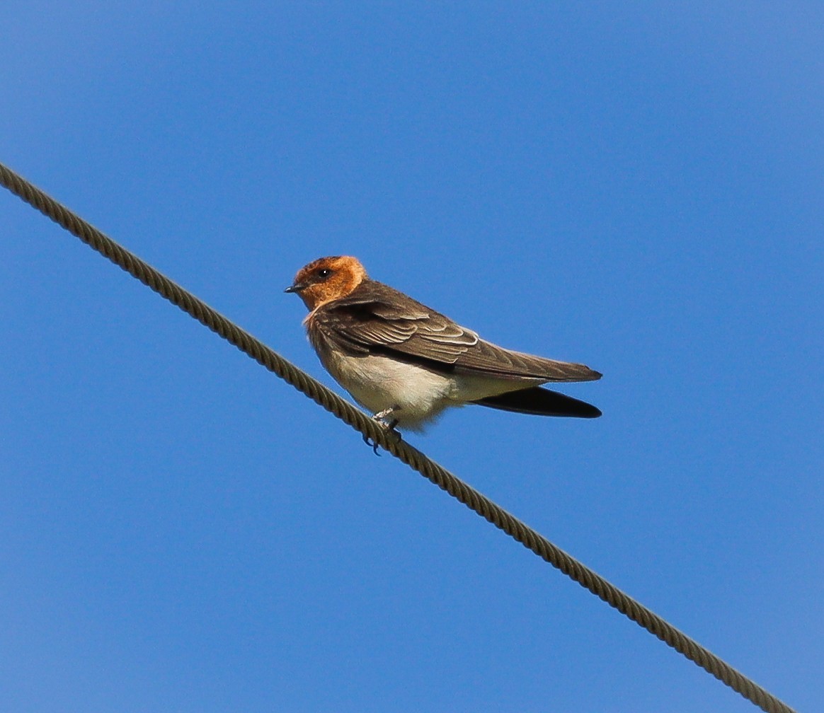 Tawny-headed Swallow - ML619563235