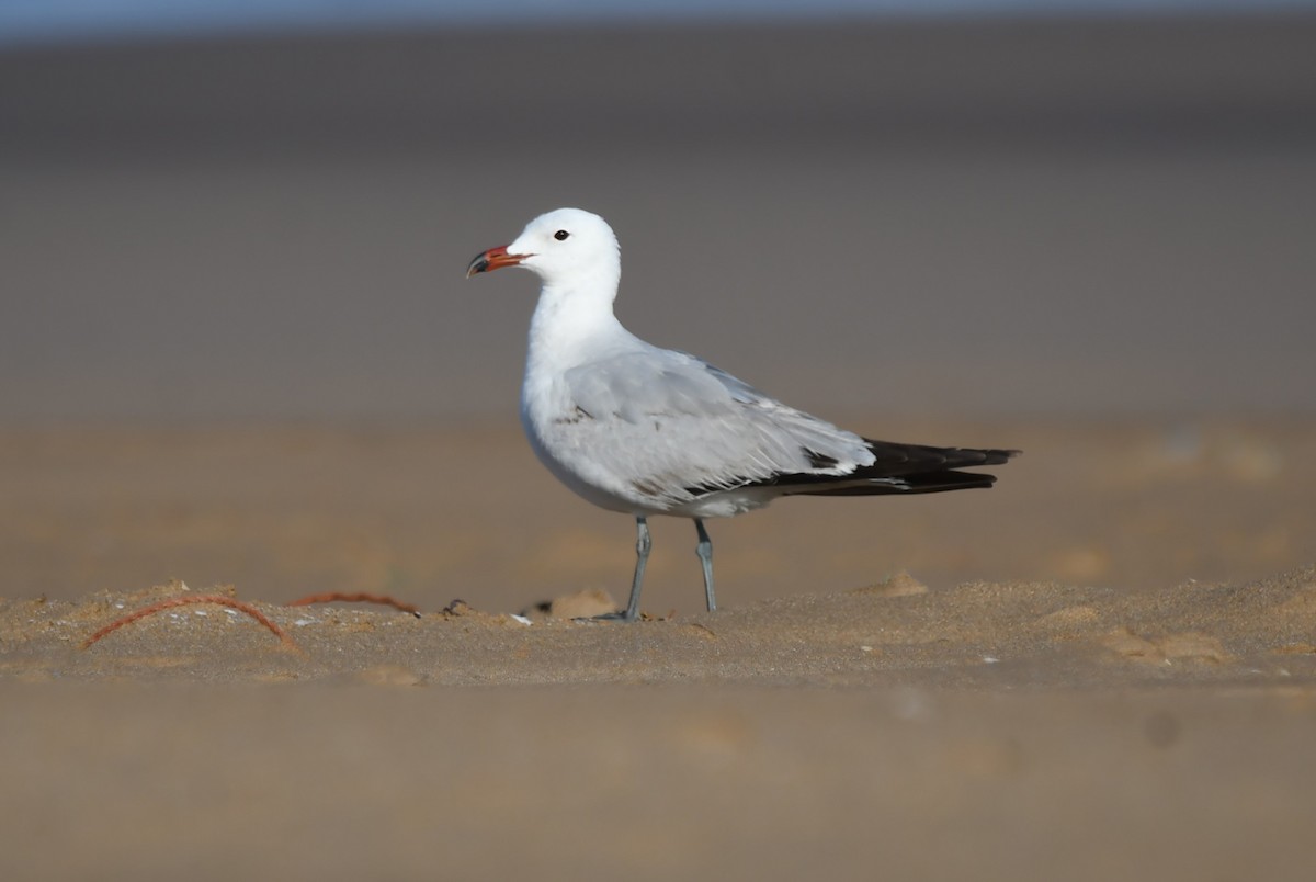 Audouin's Gull - Viorel-Ilie ARGHIUS