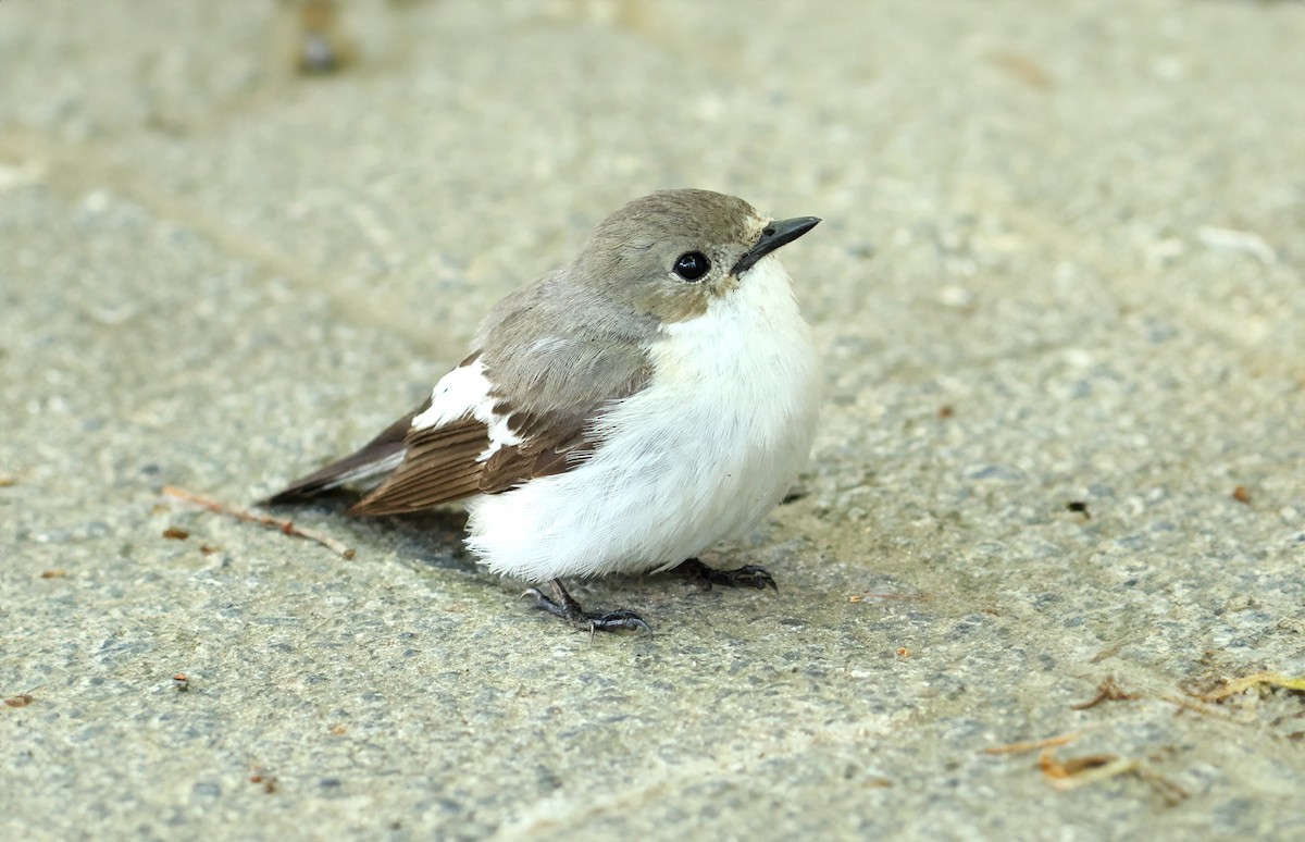 European Pied Flycatcher - Korkut Demirbas