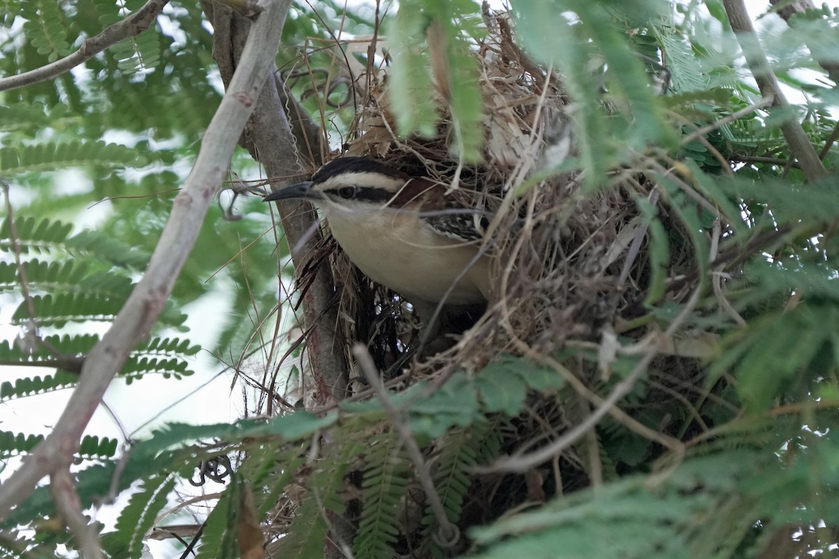 Rufous-naped Wren - Kenny Frisch