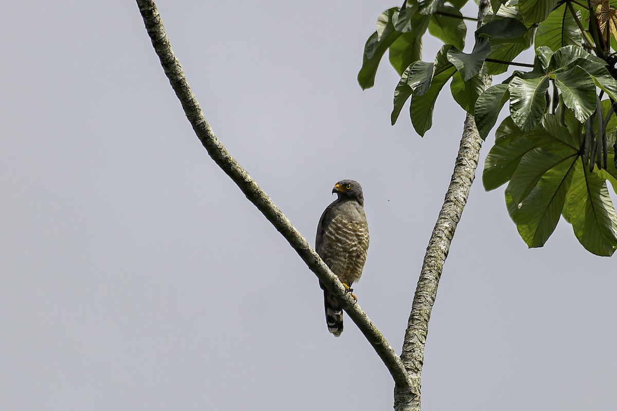 Roadside Hawk - George Roussey