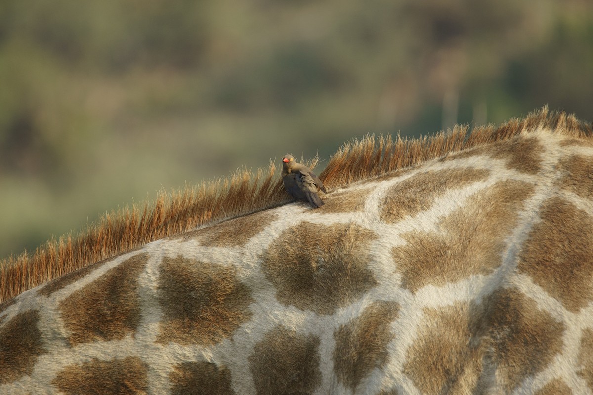 Red-billed Oxpecker - Christiaen MOUS