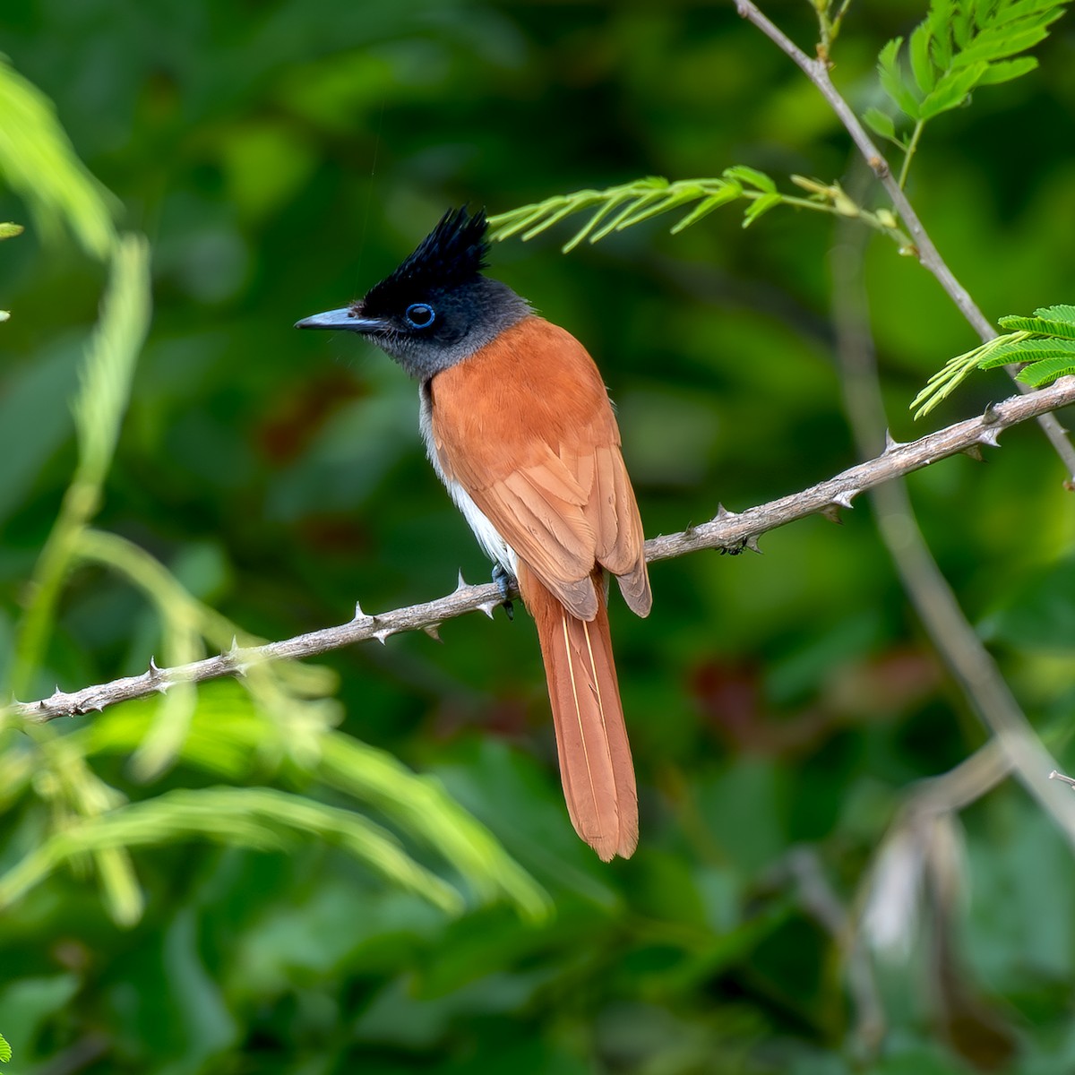 Indian Paradise-Flycatcher - Kalyan Gantait