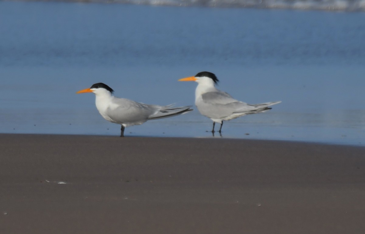 Lesser Crested Tern - Viorel-Ilie ARGHIUS