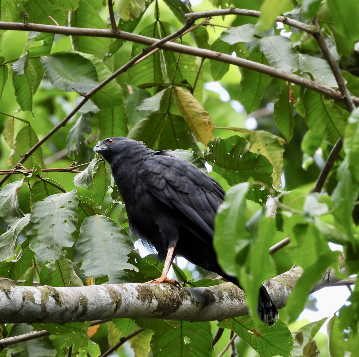 Common Black Hawk - Susan Thome-Barrett