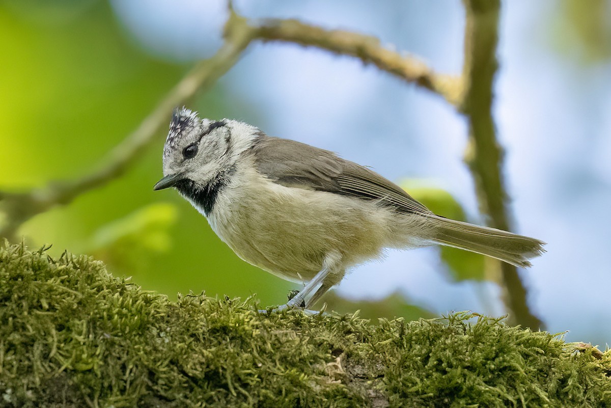 Crested Tit - Korkut Demirbas