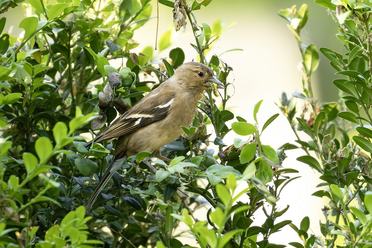 Common Chaffinch - Korkut Demirbas