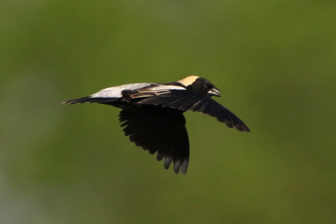 bobolink americký - ML619563265