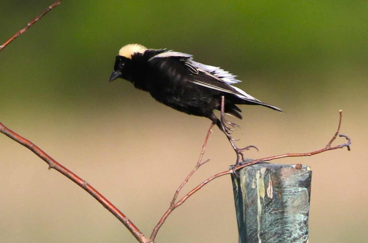 bobolink americký - ML619563271