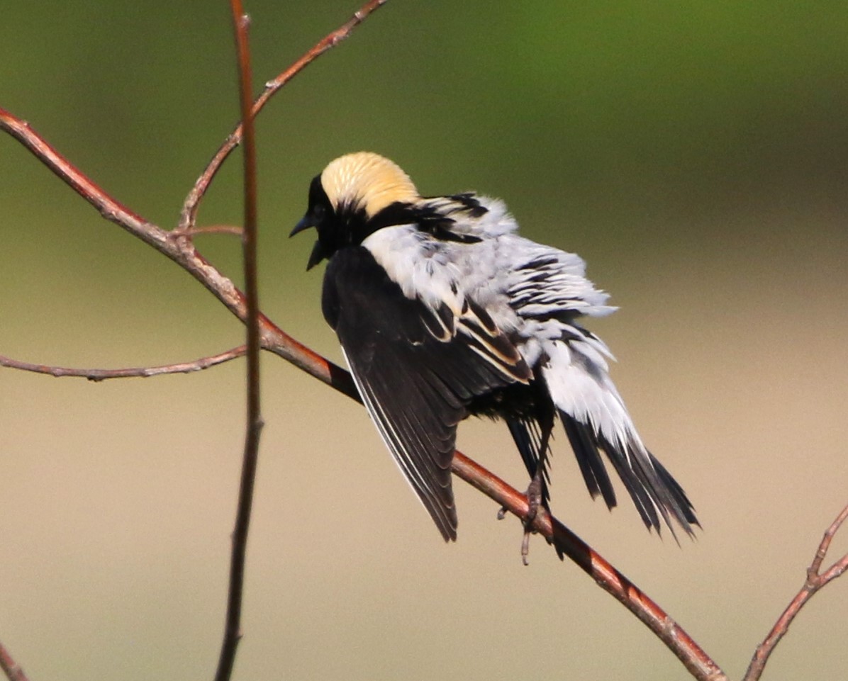 Bobolink - Daniel Lebbin