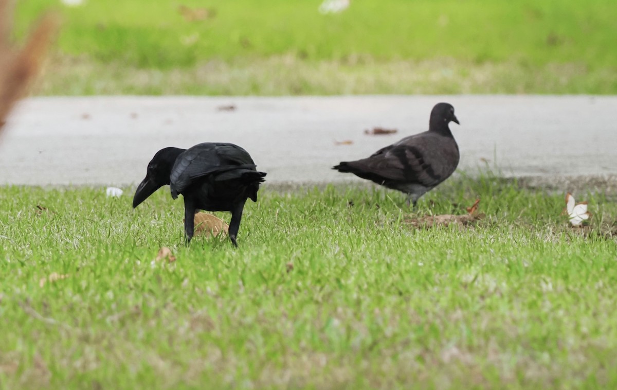 Rock Pigeon (Feral Pigeon) - 芳色 林