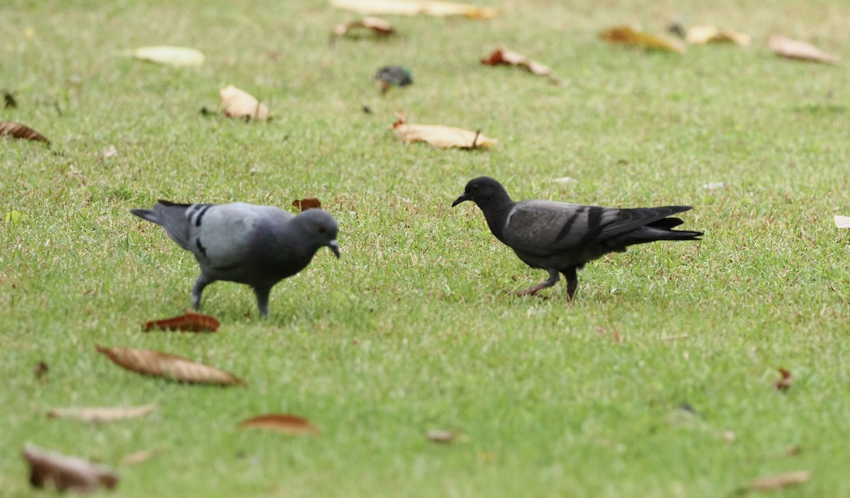 Rock Pigeon (Feral Pigeon) - 芳色 林