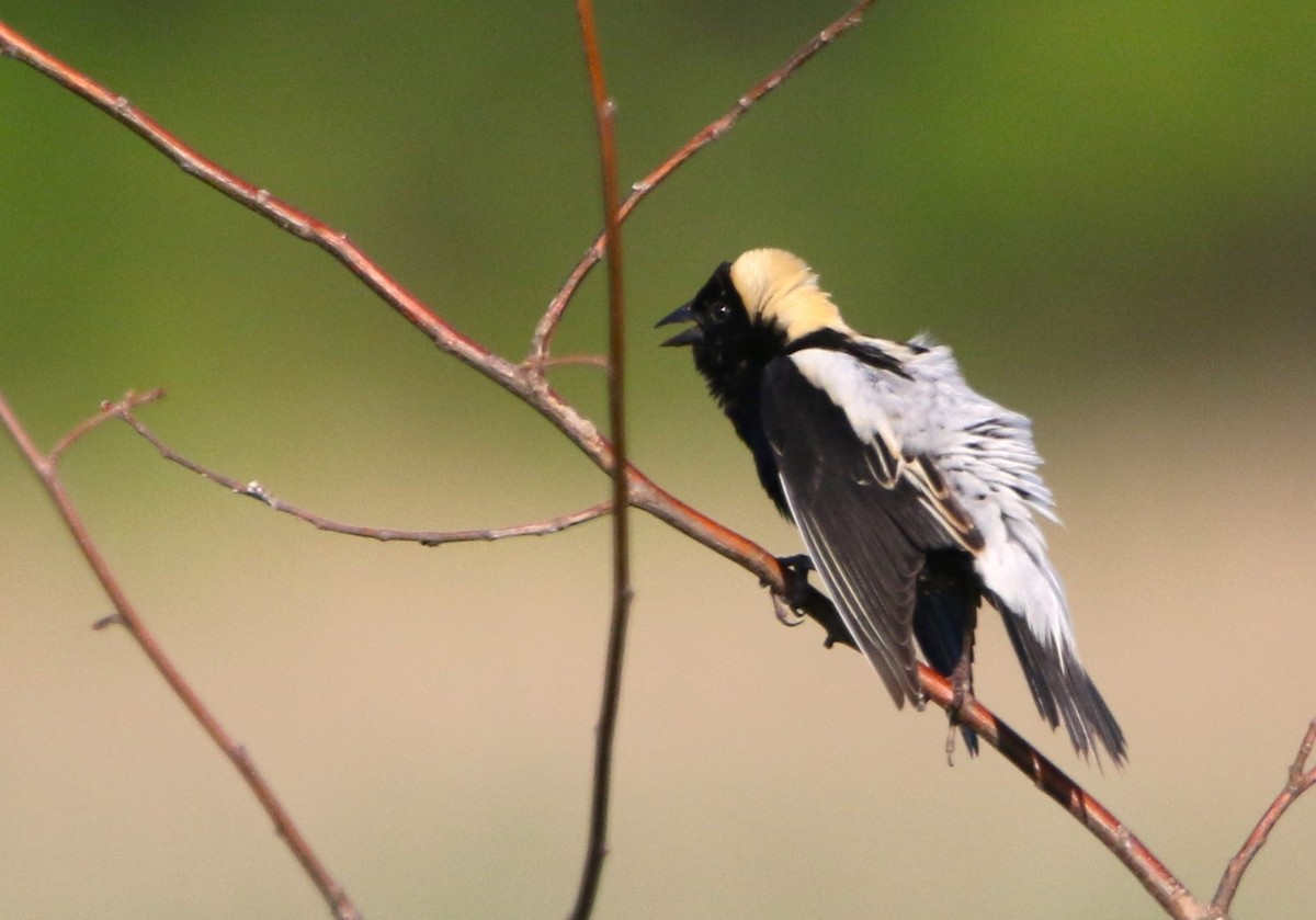 Bobolink - ML619563279