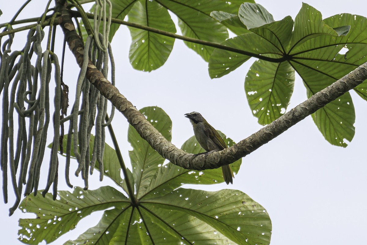 Buff-throated Saltator - George Roussey