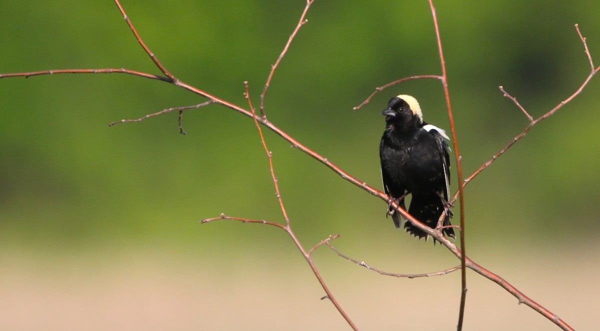 Bobolink - Daniel Lebbin