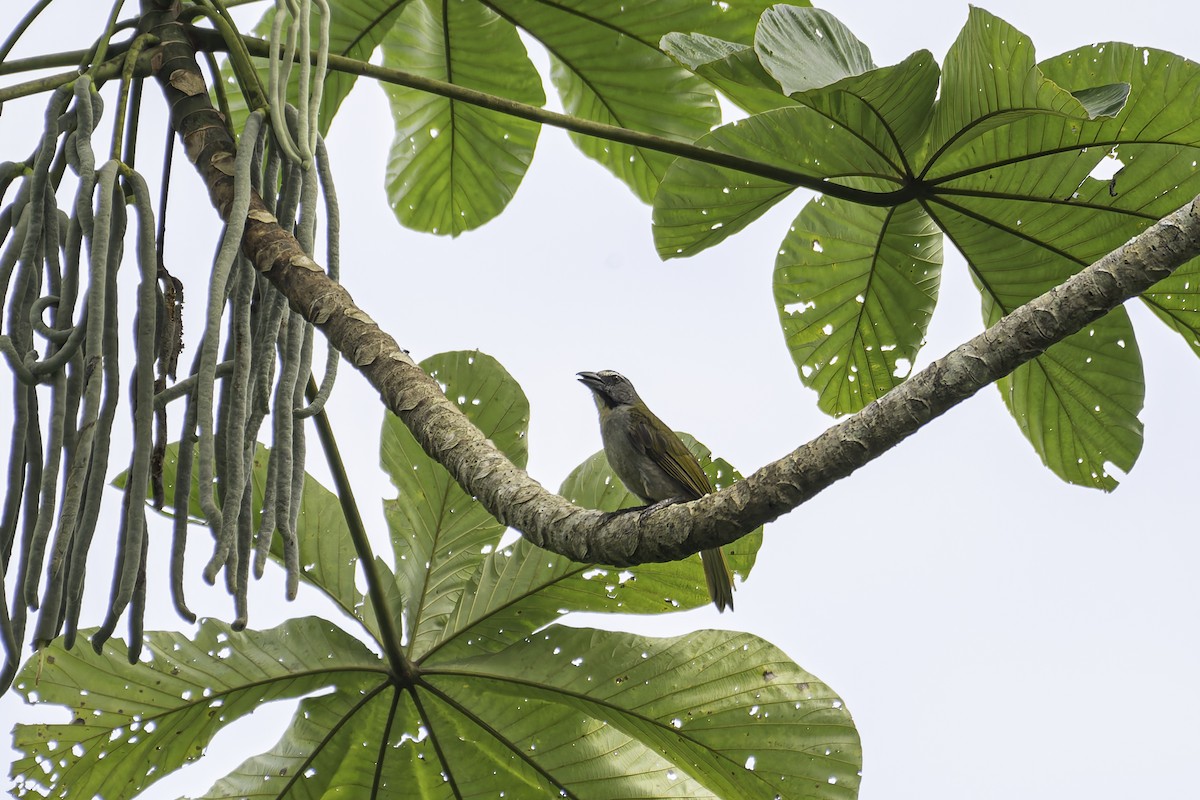 Buff-throated Saltator - George Roussey