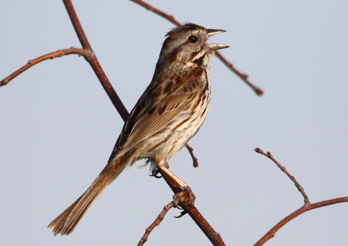 Song Sparrow - Daniel Lebbin