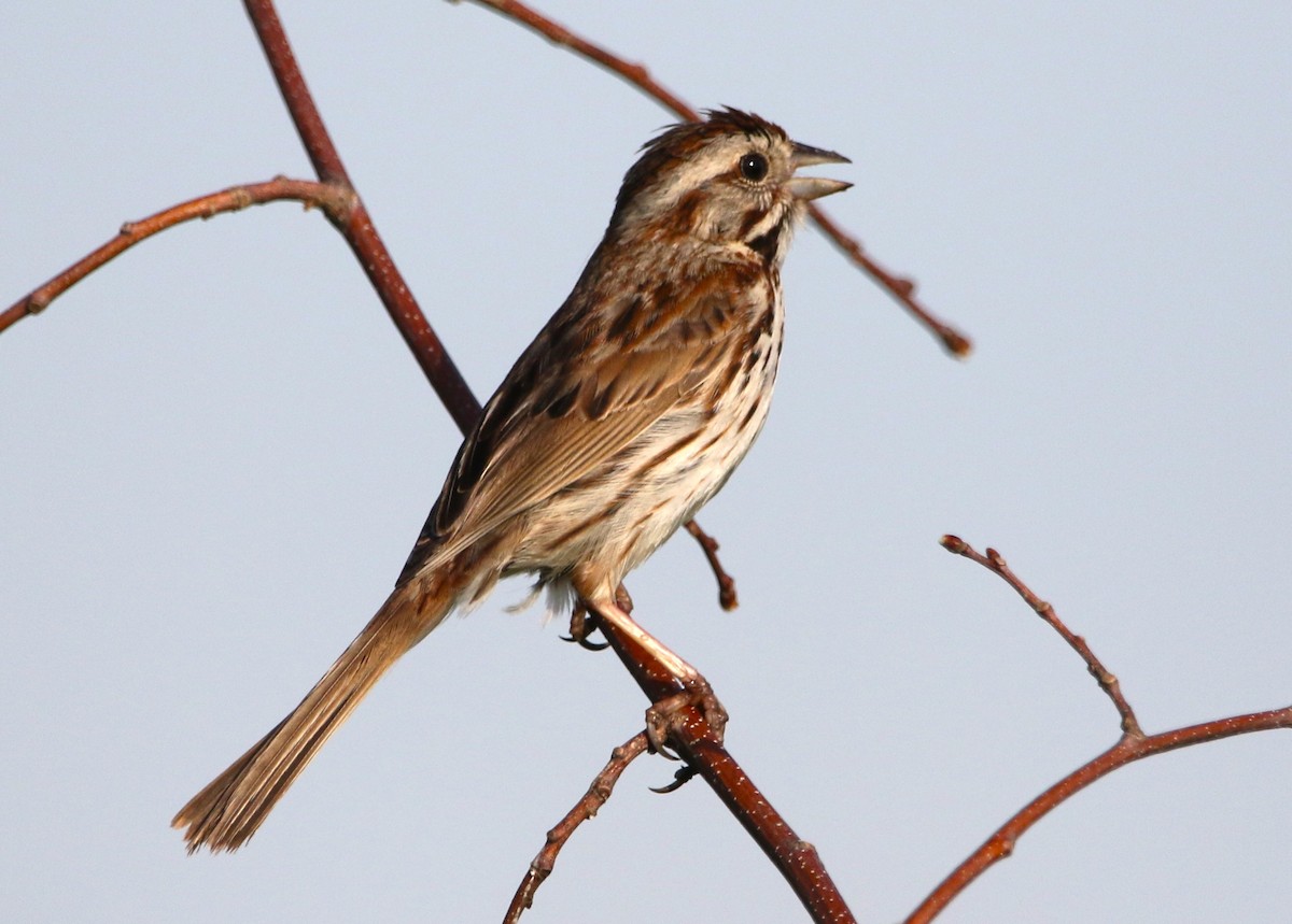 Song Sparrow - Daniel Lebbin