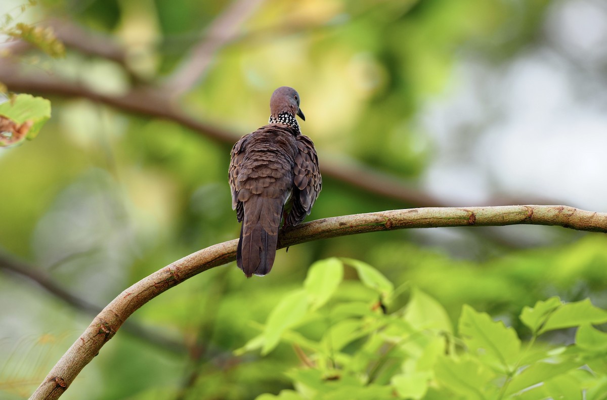 Spotted Dove - 芳色 林