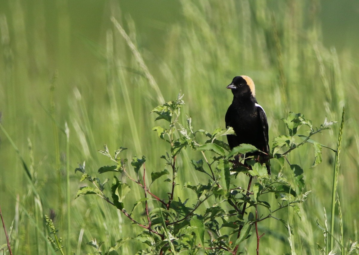 bobolink americký - ML619563312