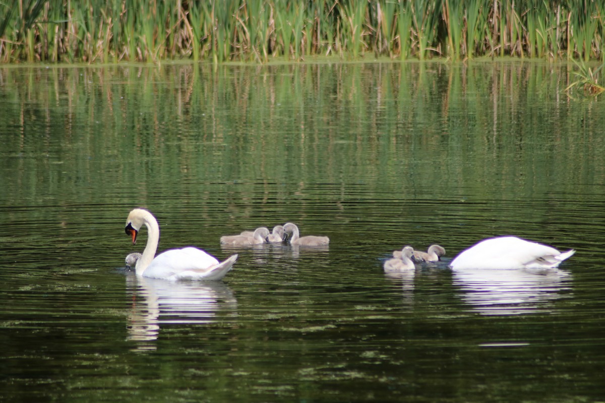 Mute Swan - Graham  Howie