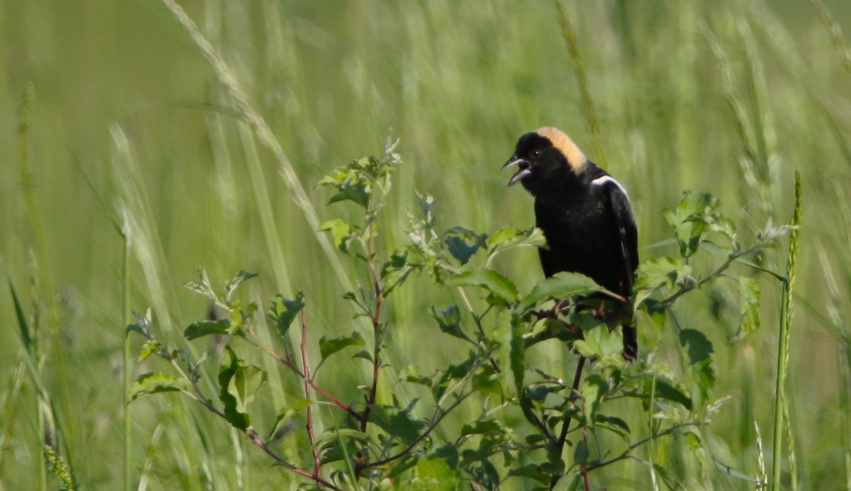 bobolink americký - ML619563320