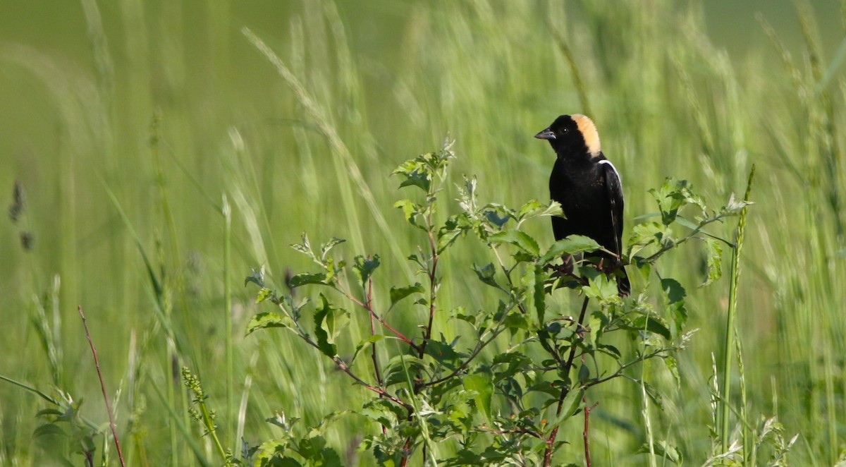 bobolink americký - ML619563321