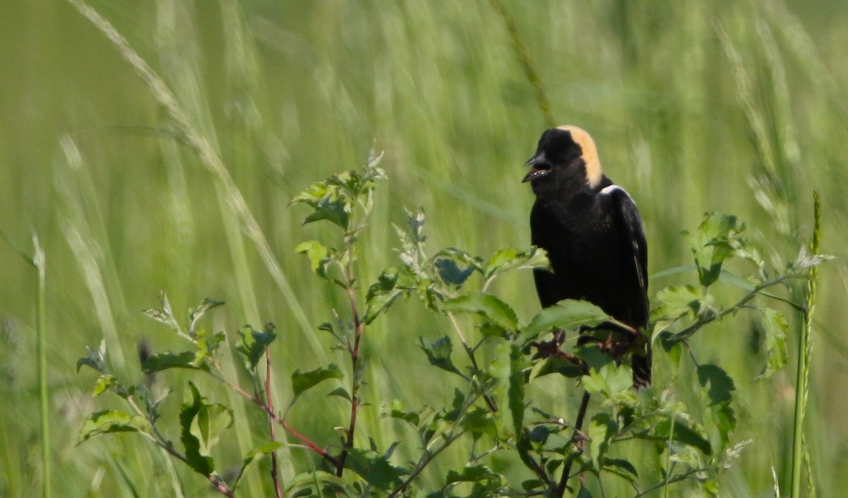 bobolink americký - ML619563322