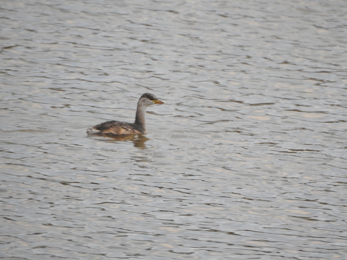 Australasian Grebe - DS Ridley