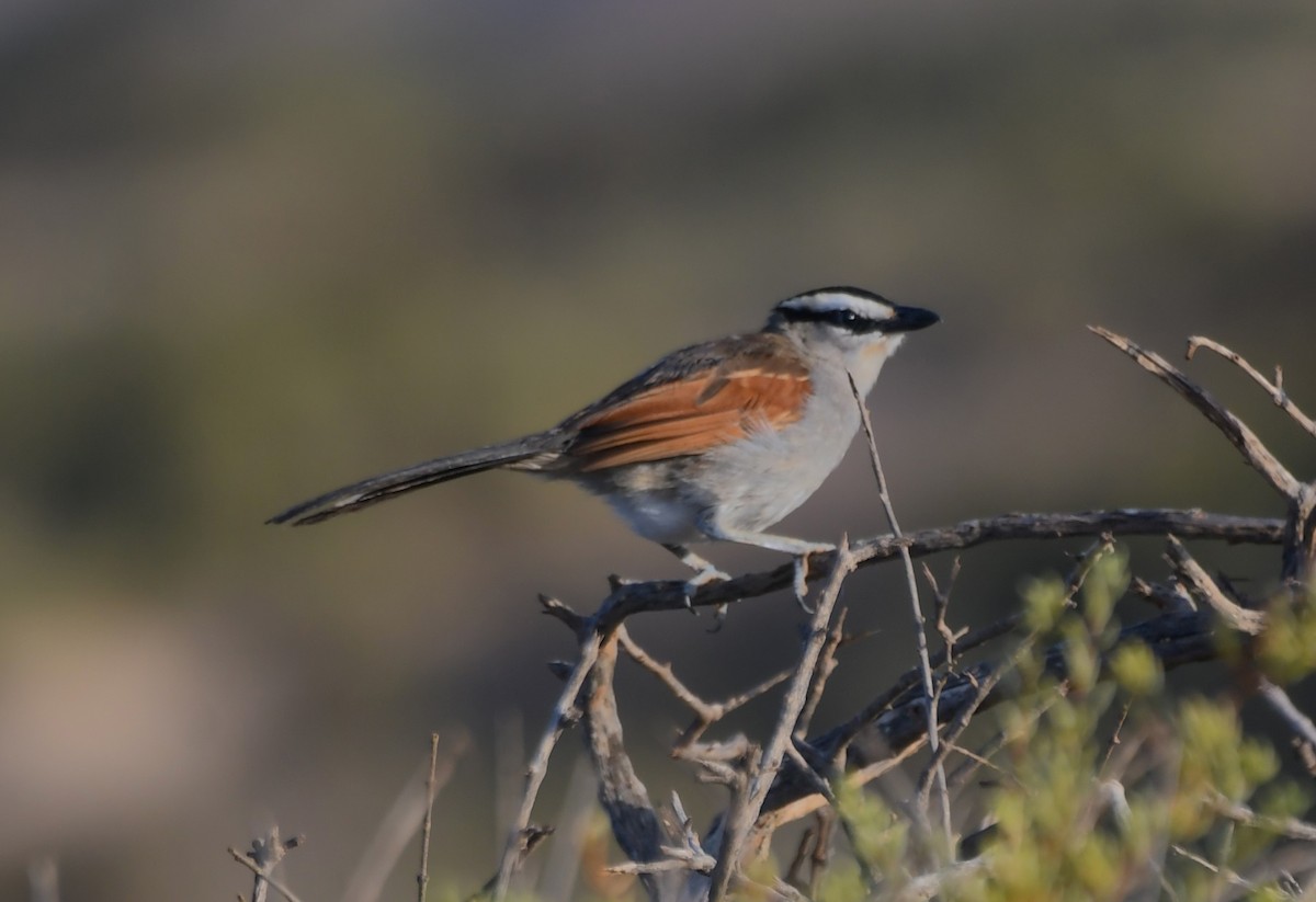 Black-crowned Tchagra - ML619563326