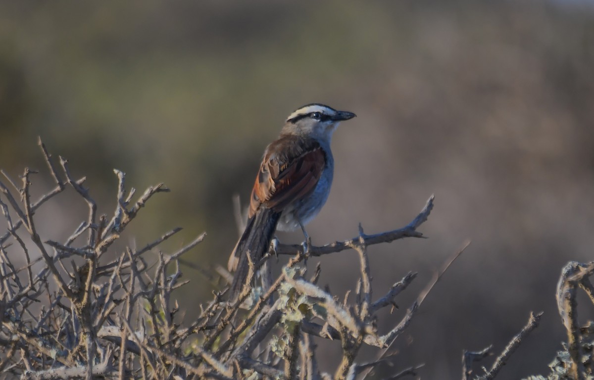 Black-crowned Tchagra - ML619563327