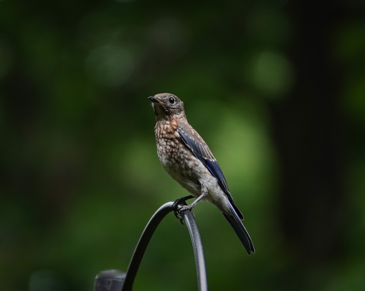 Eastern Bluebird - Kay Dantzler