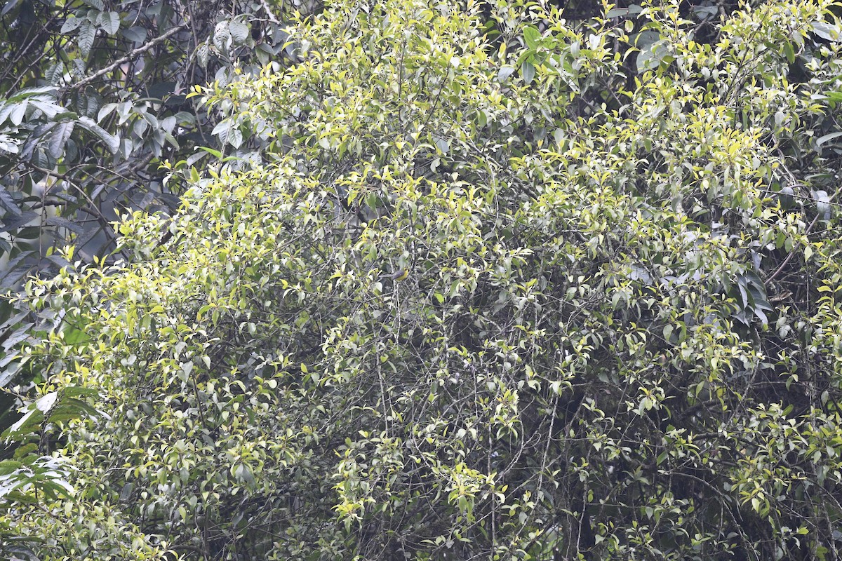 Yellow-bellied Fairy-Fantail - Debankur  Biswas