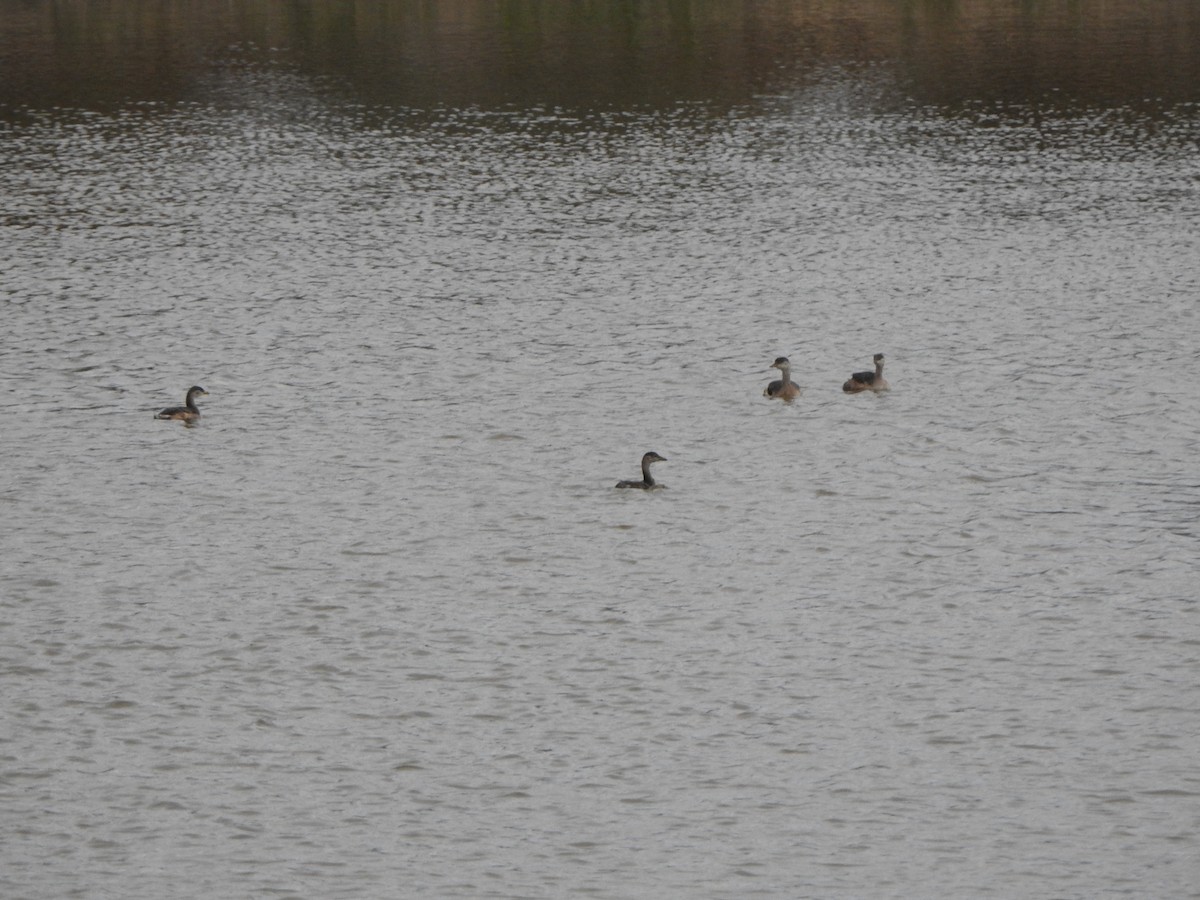 Australasian Grebe - DS Ridley