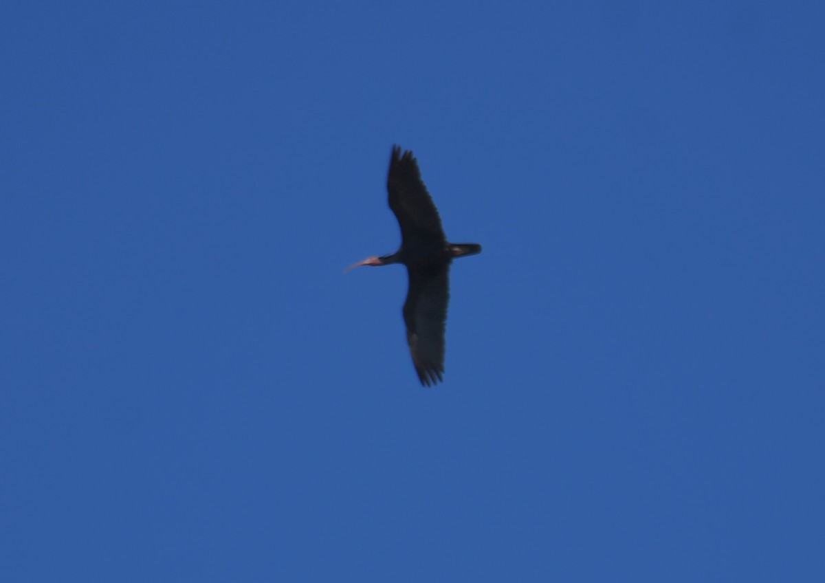Northern Bald Ibis - Viorel-Ilie ARGHIUS
