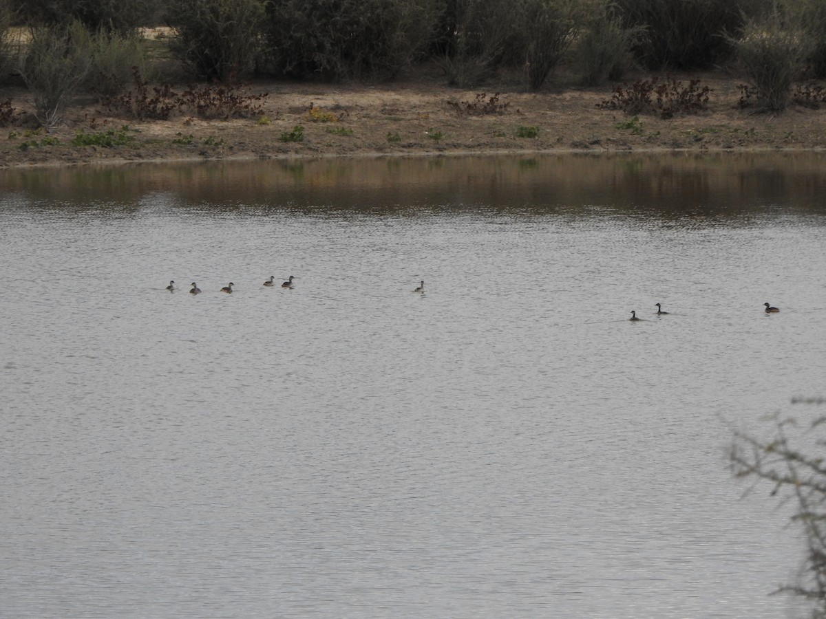 Australasian Grebe - DS Ridley