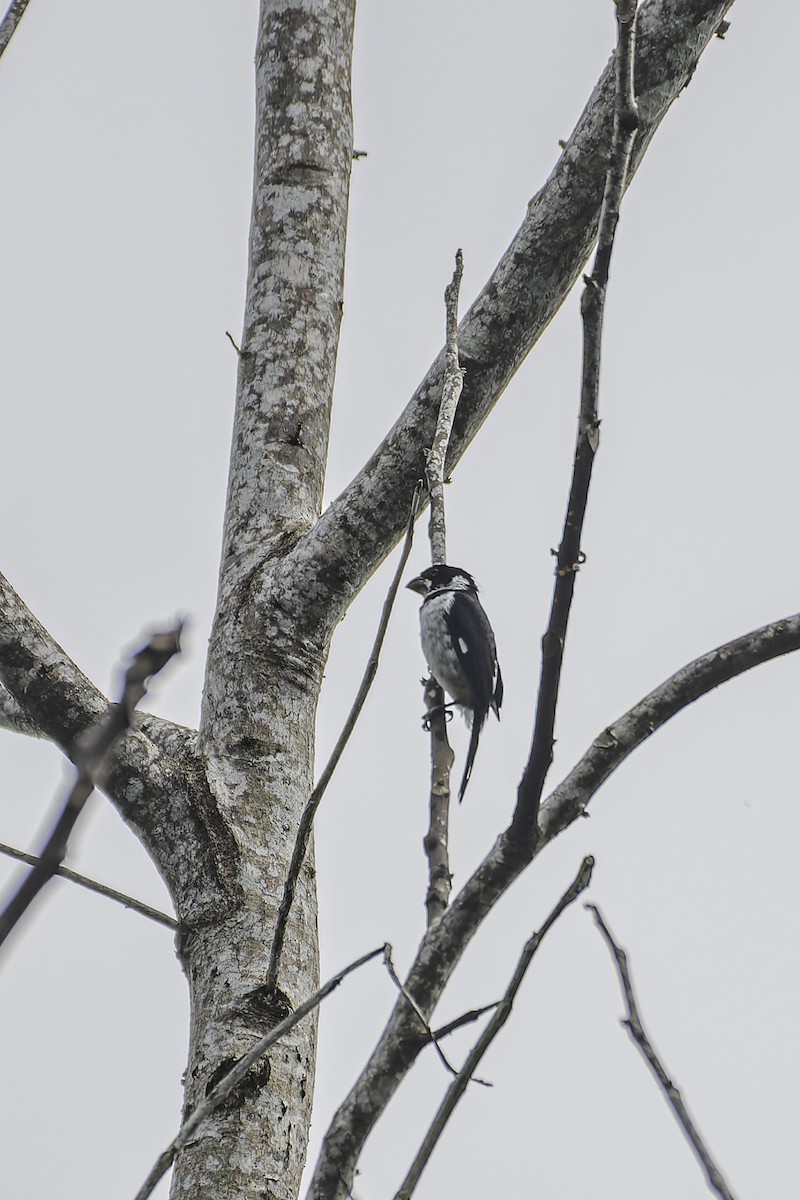 Variable Seedeater - George Roussey