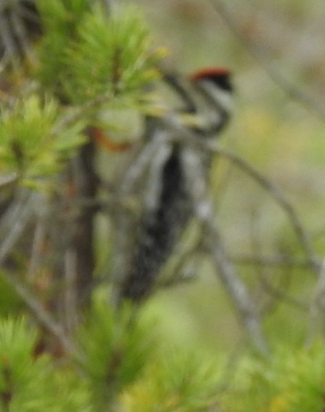 Yellow-bellied Sapsucker - Deborah Fleming