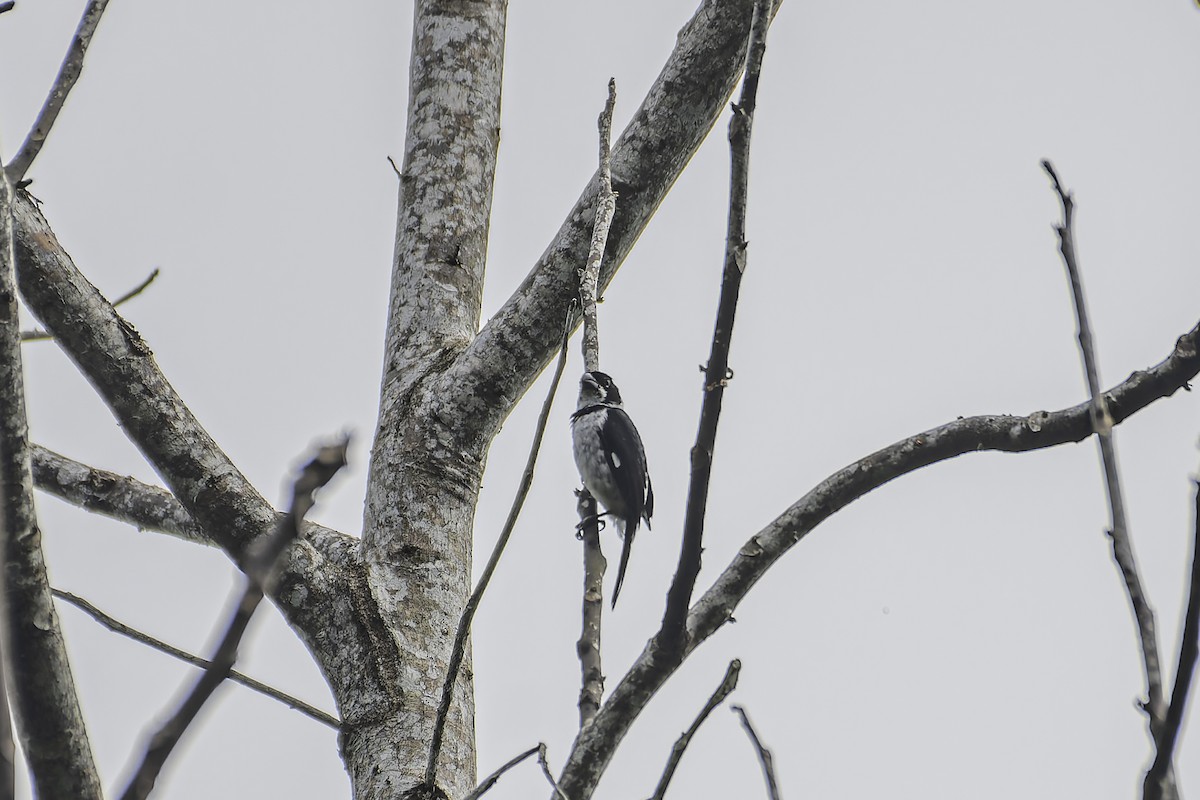 Variable Seedeater - George Roussey