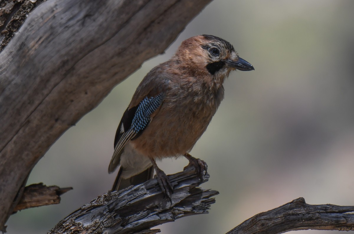 Eurasian Jay - ML619563352