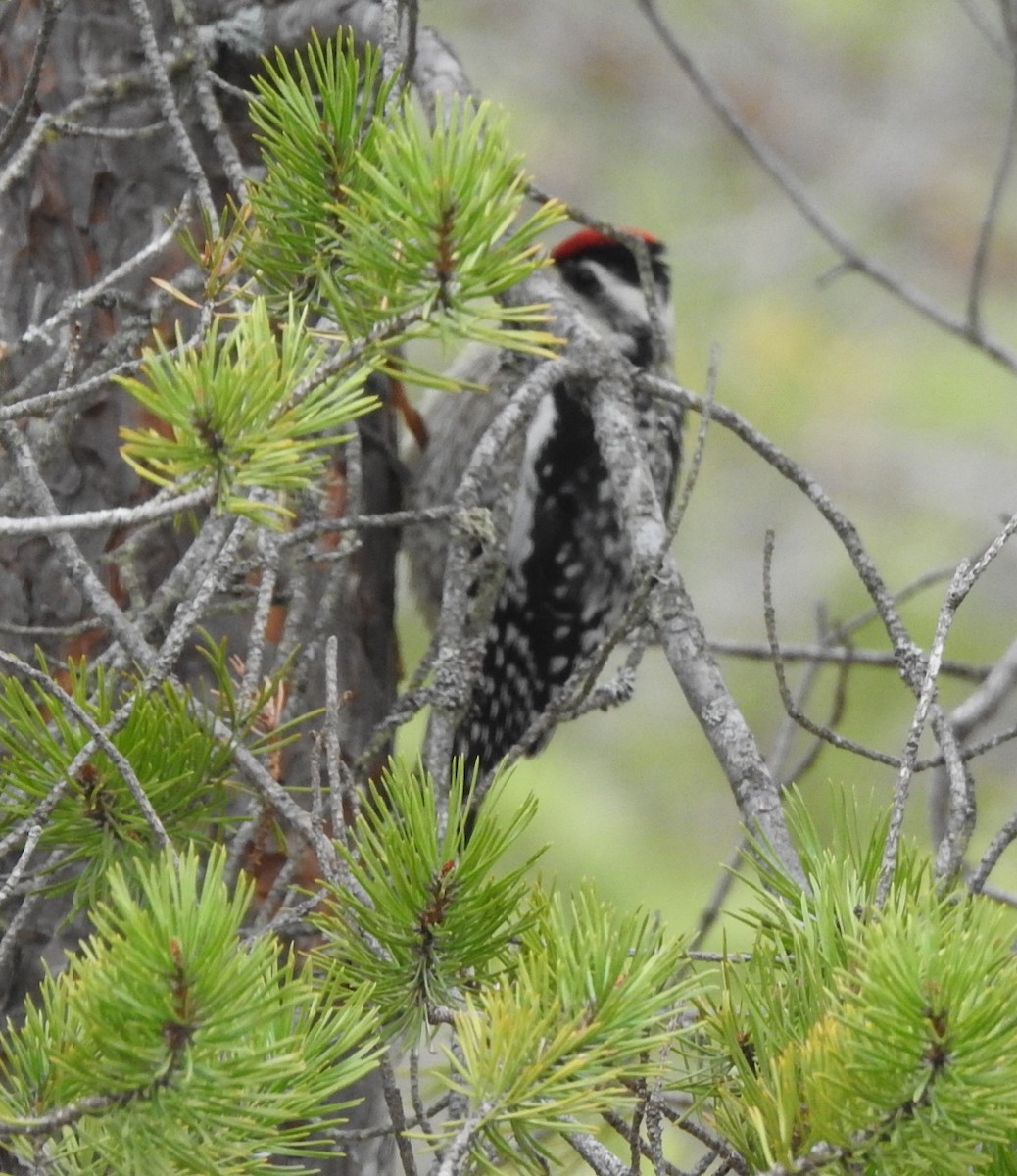 Yellow-bellied Sapsucker - Deborah Fleming