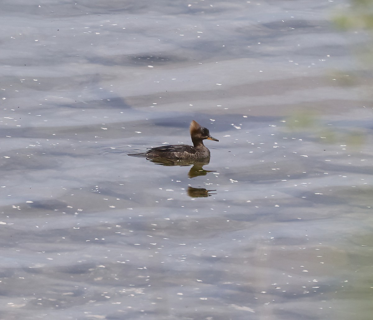 Hooded Merganser - Scott Sneed