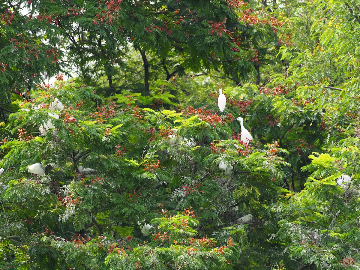 Little Egret - 芳色 林