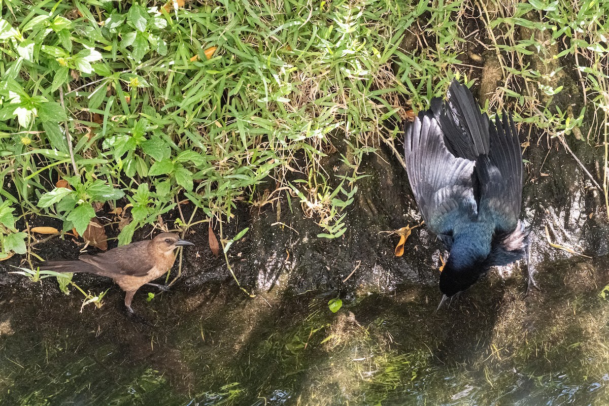 Boat-tailed Grackle - John Swenson