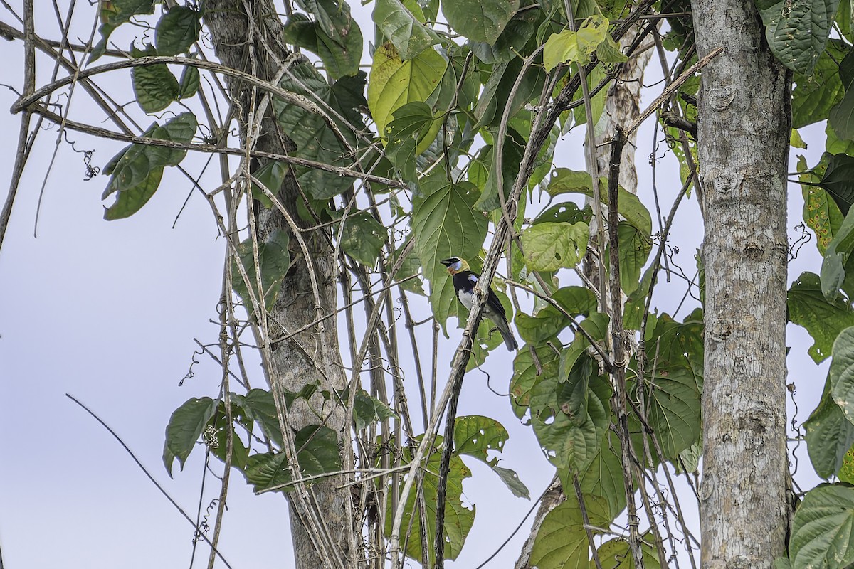 Golden-hooded Tanager - George Roussey