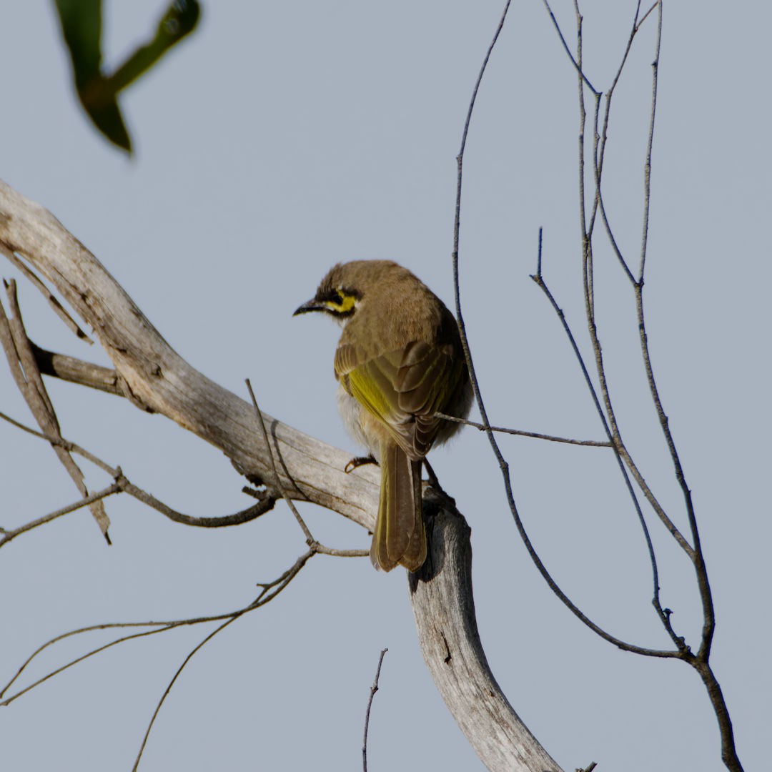 Yellow-faced Honeyeater - Rob Geraghty