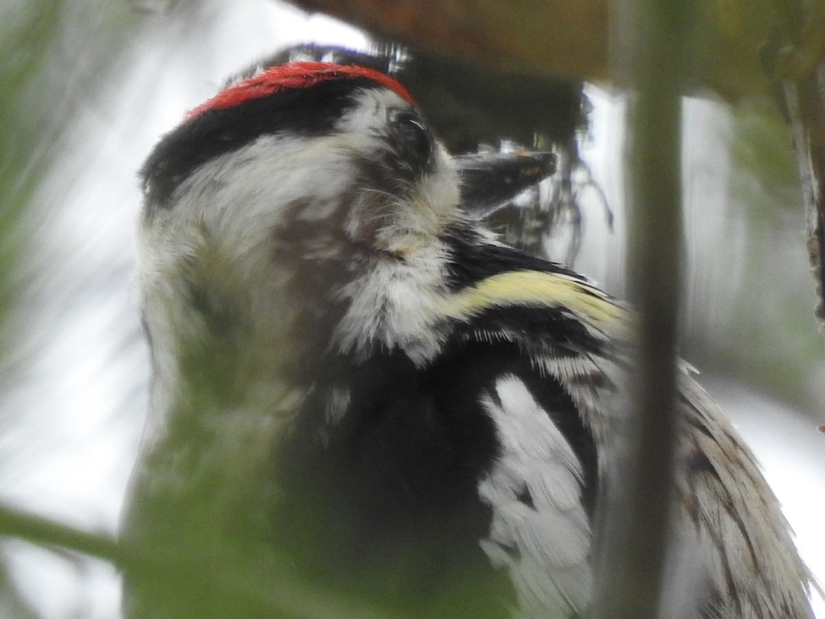 Yellow-bellied Sapsucker - Deborah Fleming