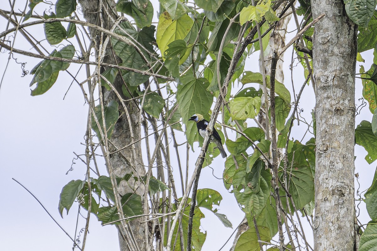 Golden-hooded Tanager - George Roussey