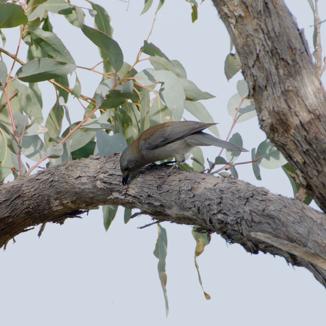 Gray Shrikethrush - Rob Geraghty